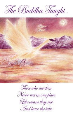 4Swan-Card-Front-Cover